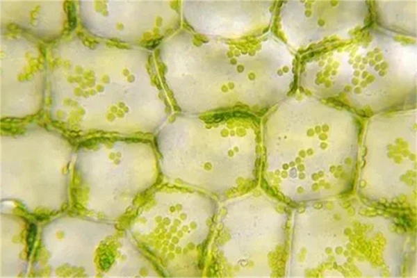 Ultrasonic Cell fragmentation 1 Ultrasonic Cell fragmentation 1